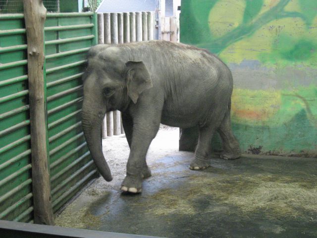 Živalski vrt Junij 2012 - foto