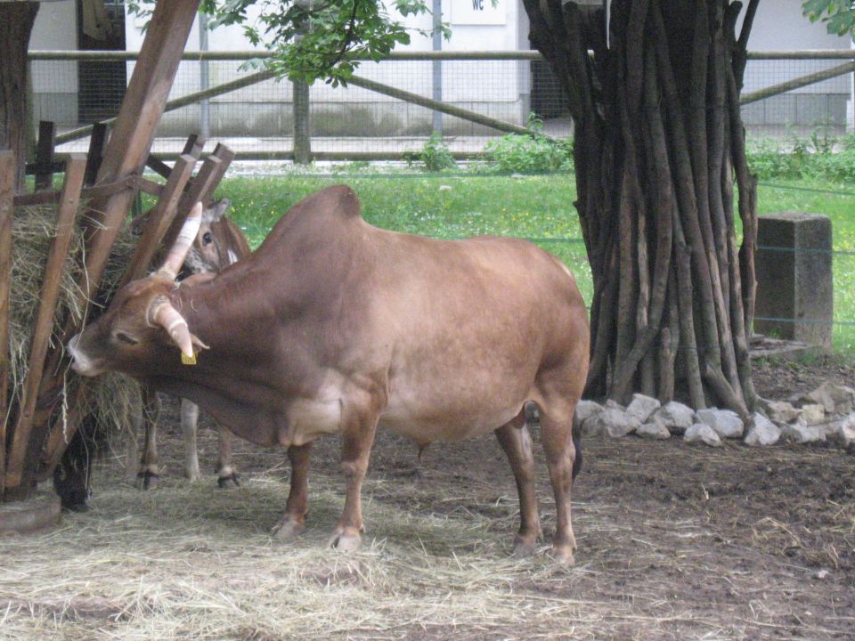 Živalski vrt Junij 2012 - foto povečava