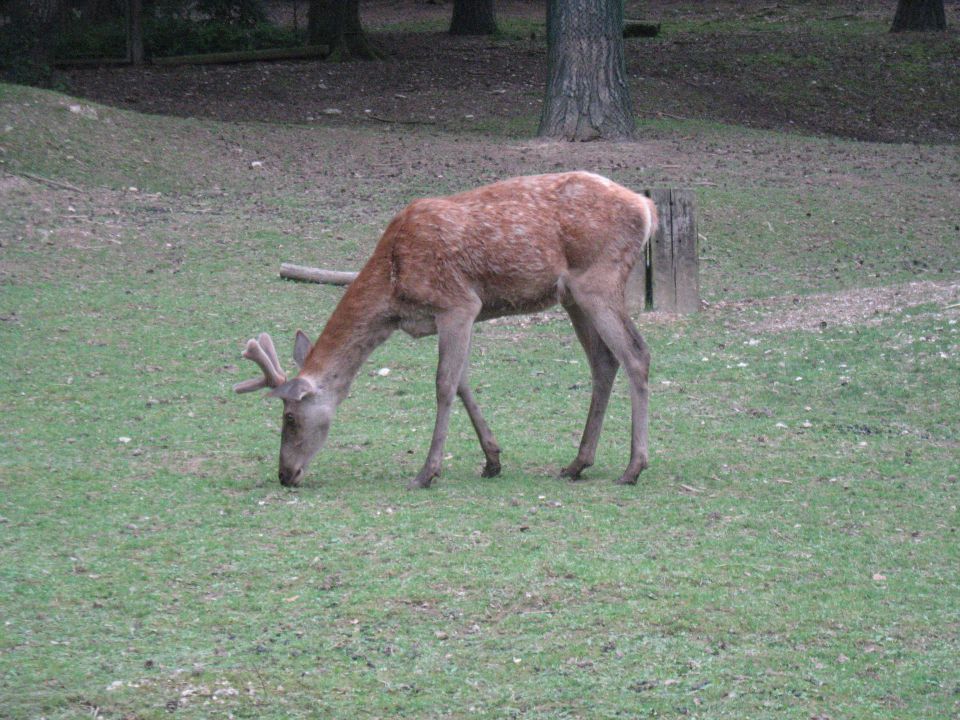 Živalski vrt Junij 2012 - foto povečava