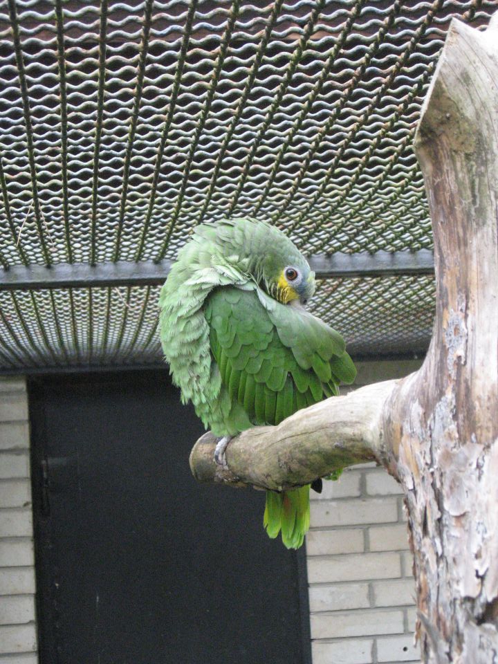 Živalski vrt Junij 2012 - foto povečava