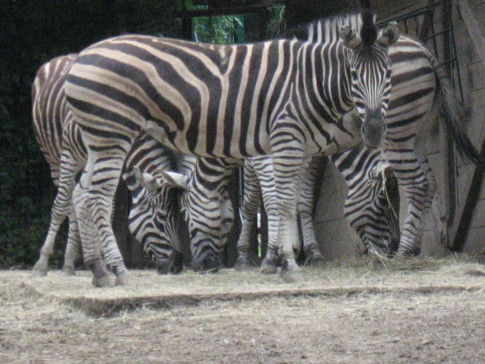 Živalski vrt Junij 2012 - foto povečava