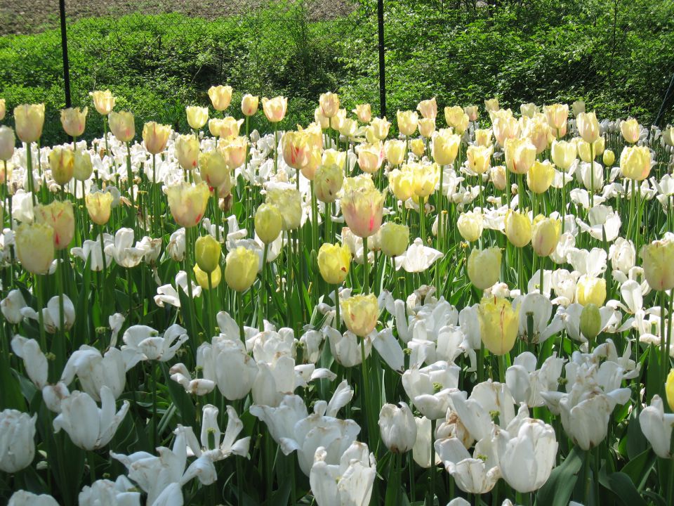 Arboretum Volčji potok - foto povečava