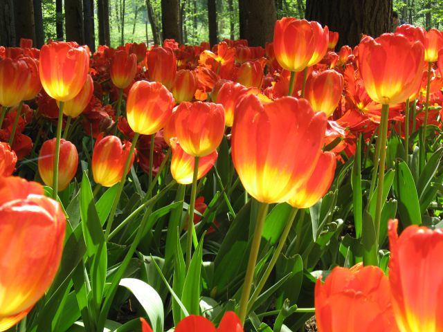 Arboretum Volčji potok - foto