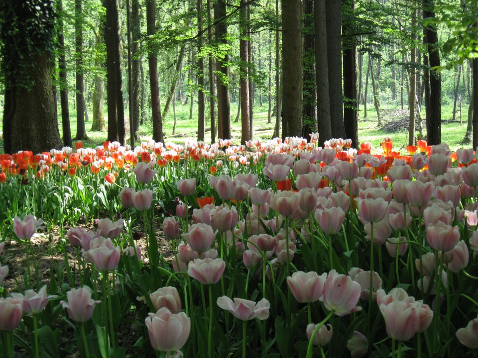 Arboretum Volčji potok - foto povečava