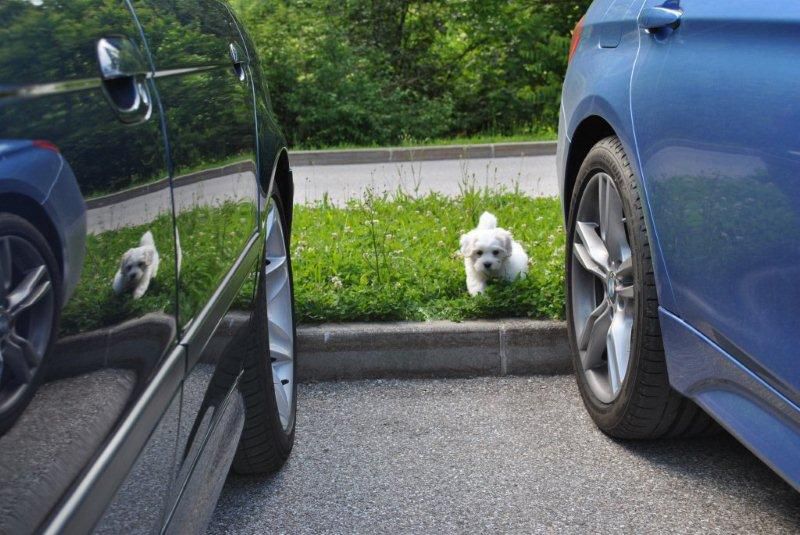 Piknik BMW Dolenjska 2015 - foto povečava