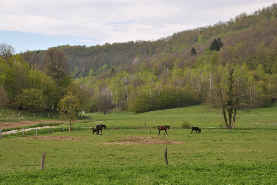 Eko kmetija Mlinar, spust živine na pašnik. - foto povečava