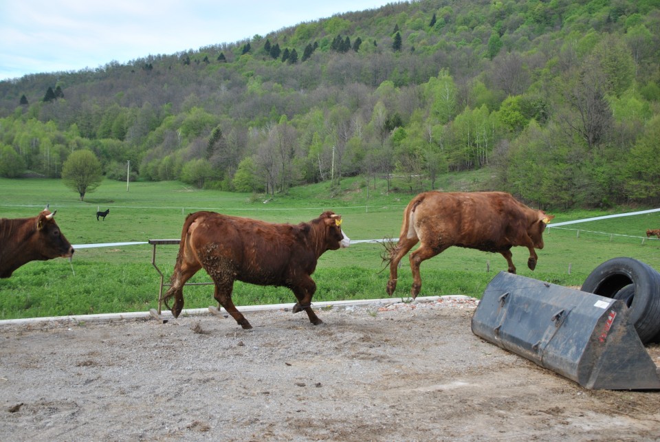 Eko kmetija Mlinar, spust živine na pašnik. - foto povečava