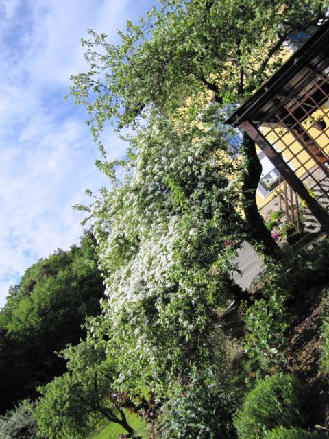 Clematis montana