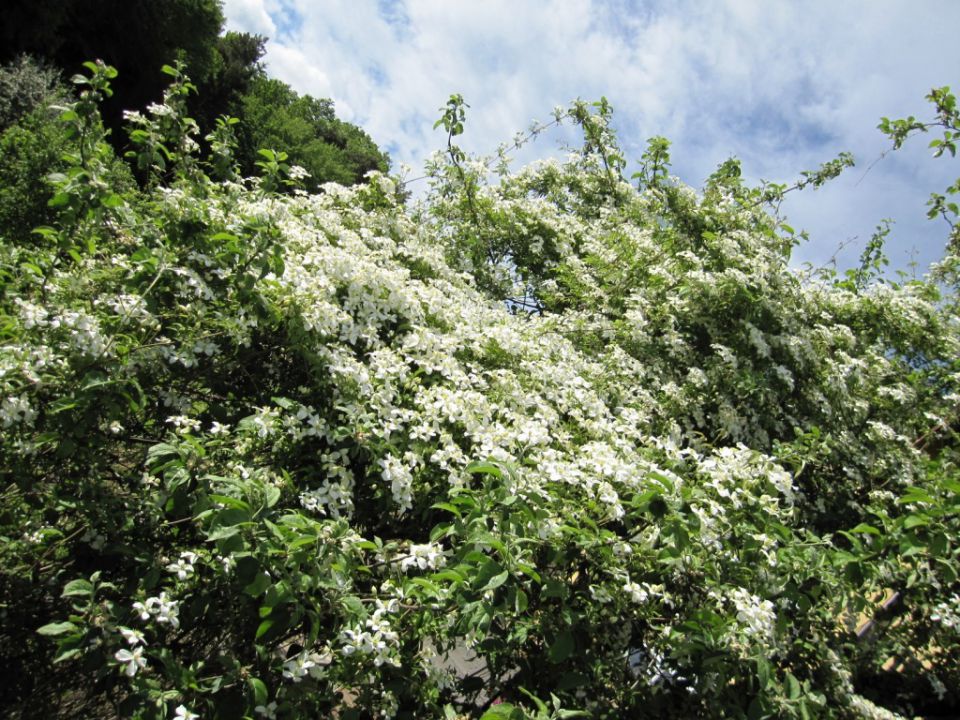 Clematis montana