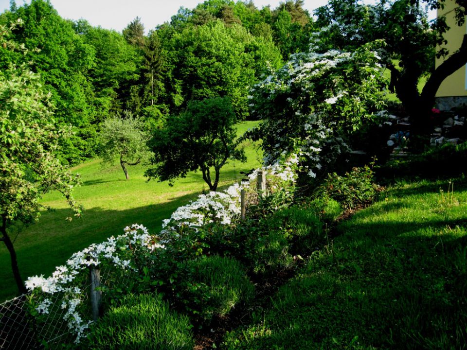 Rožni vrt - foto povečava