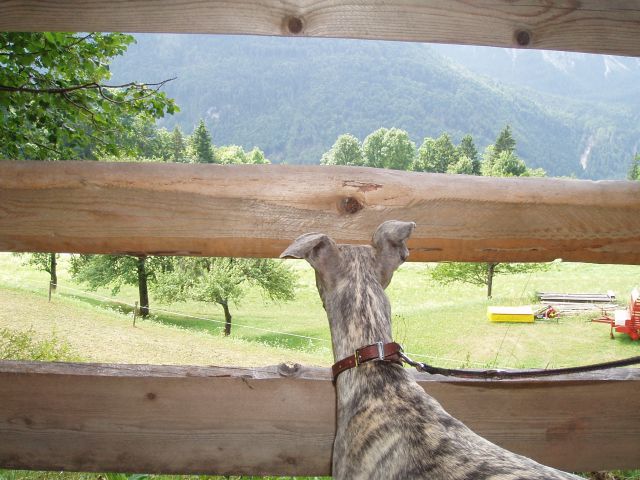 Kranjska gora - foto