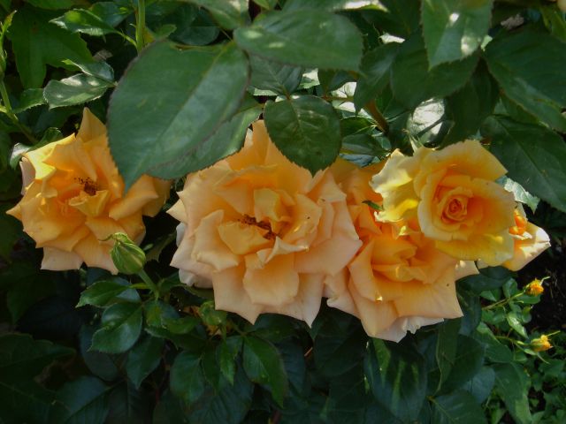 Vrtnica - izjemna in dišeča