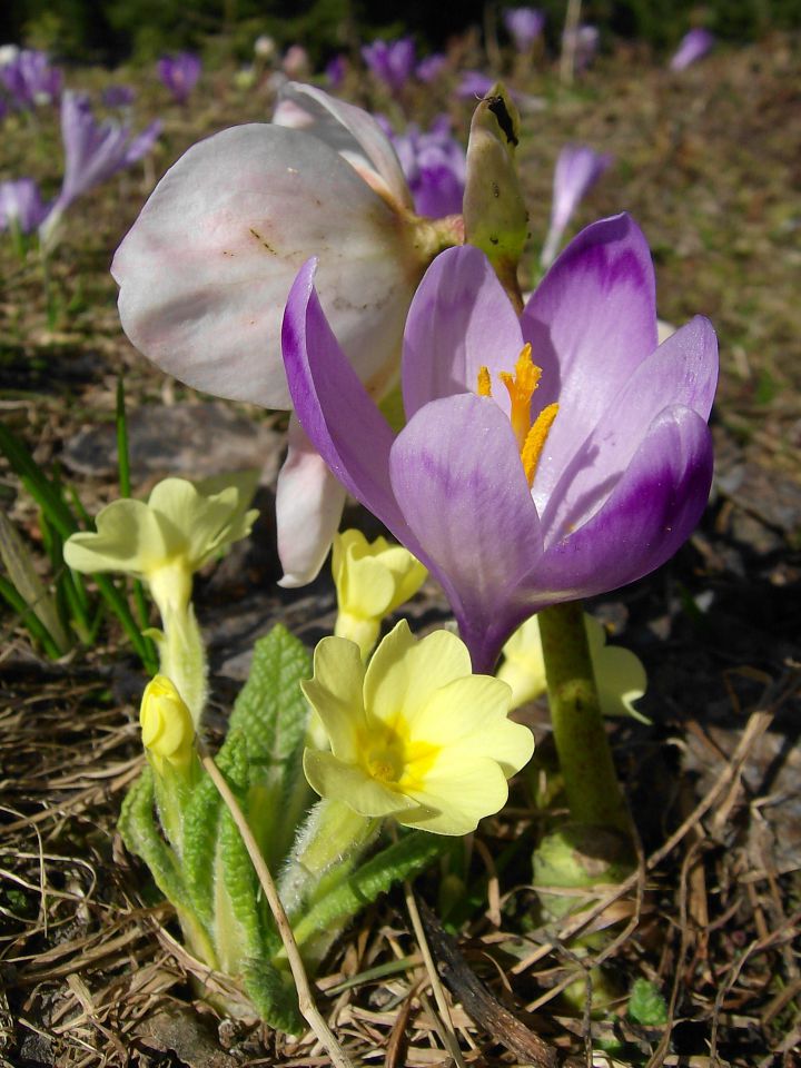 Pomlad na Veliki planini - foto povečava