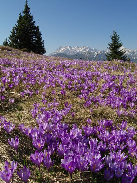 Pomlad na Veliki planini - foto