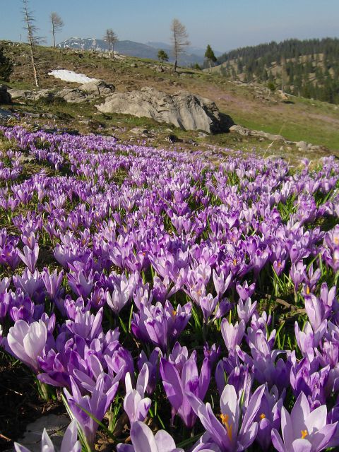Pomlad na Veliki planini - foto