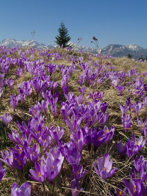 Pomlad na Veliki planini - foto