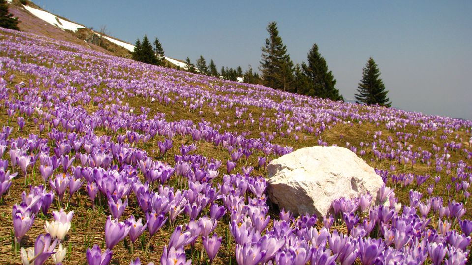 Pomlad na Veliki planini - foto povečava