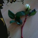 Vrtnica za prijateljico