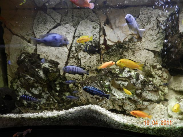 240l akvarij - foto