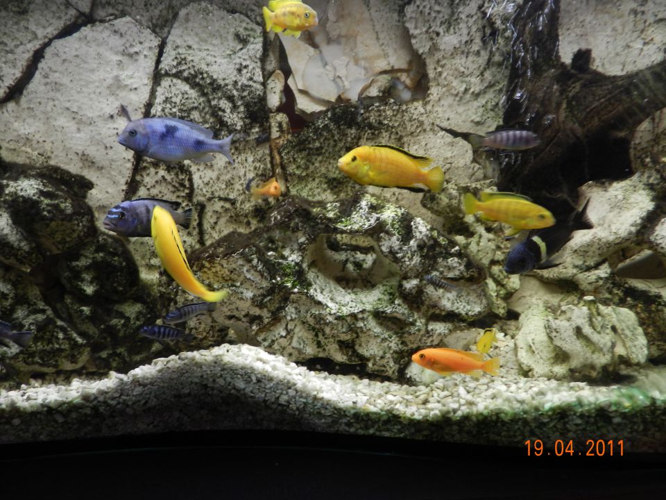 240l akvarij - foto povečava