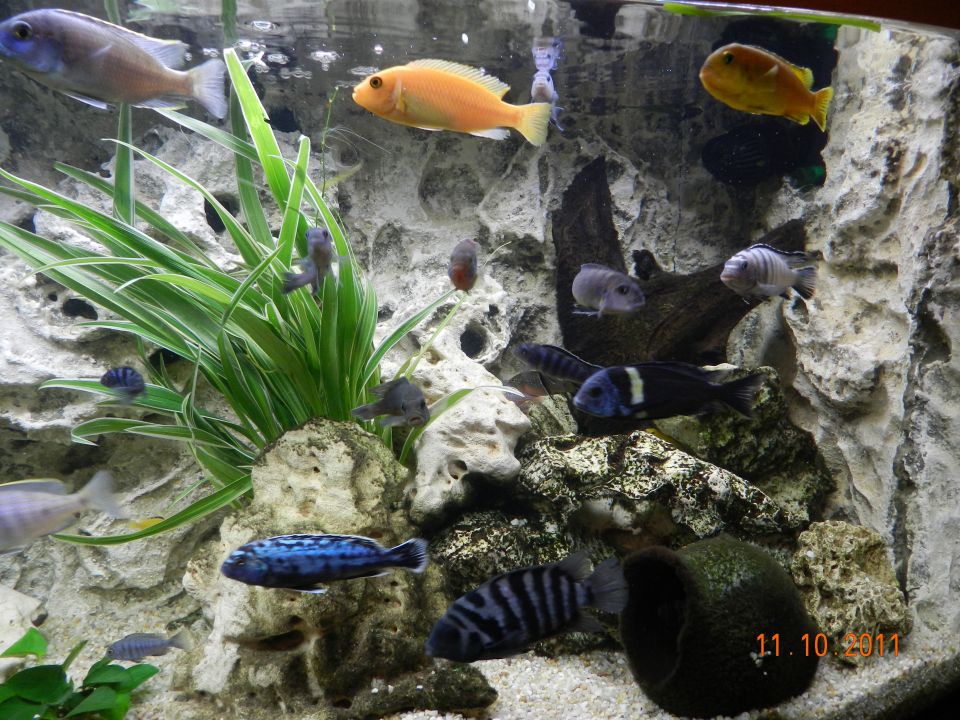 Prenovljeni akvariji - foto povečava