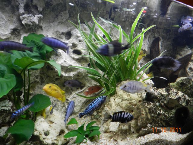 Prenovljeni akvariji - foto