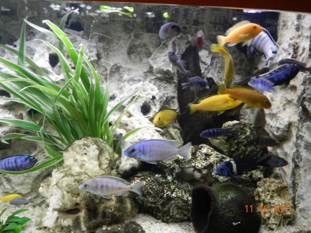 Prenovljeni akvariji - foto