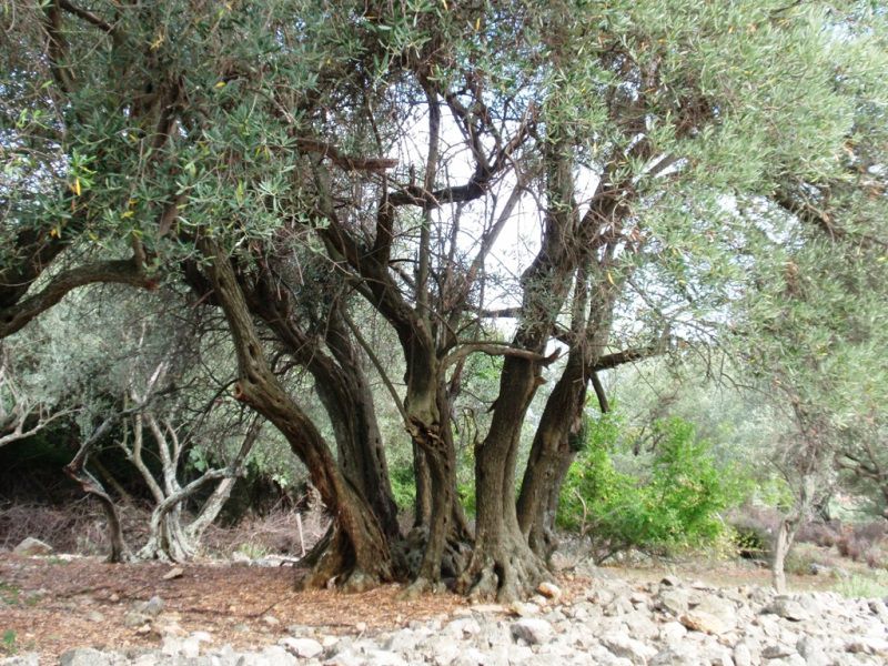 Beli, otok Cres - foto povečava