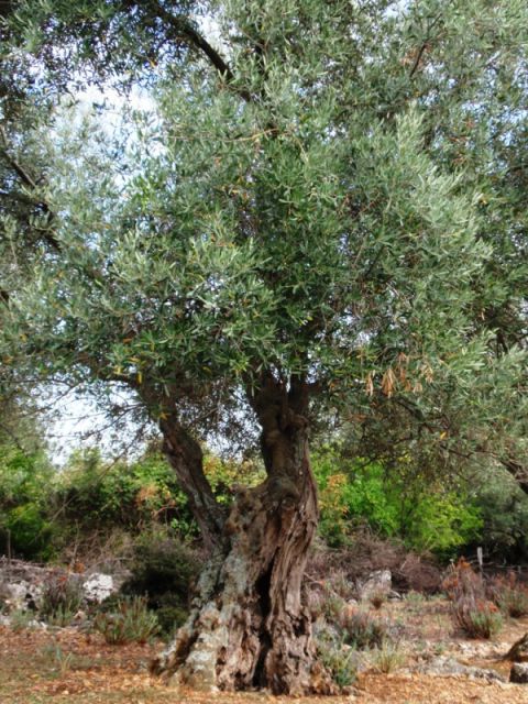 Beli, otok Cres - foto