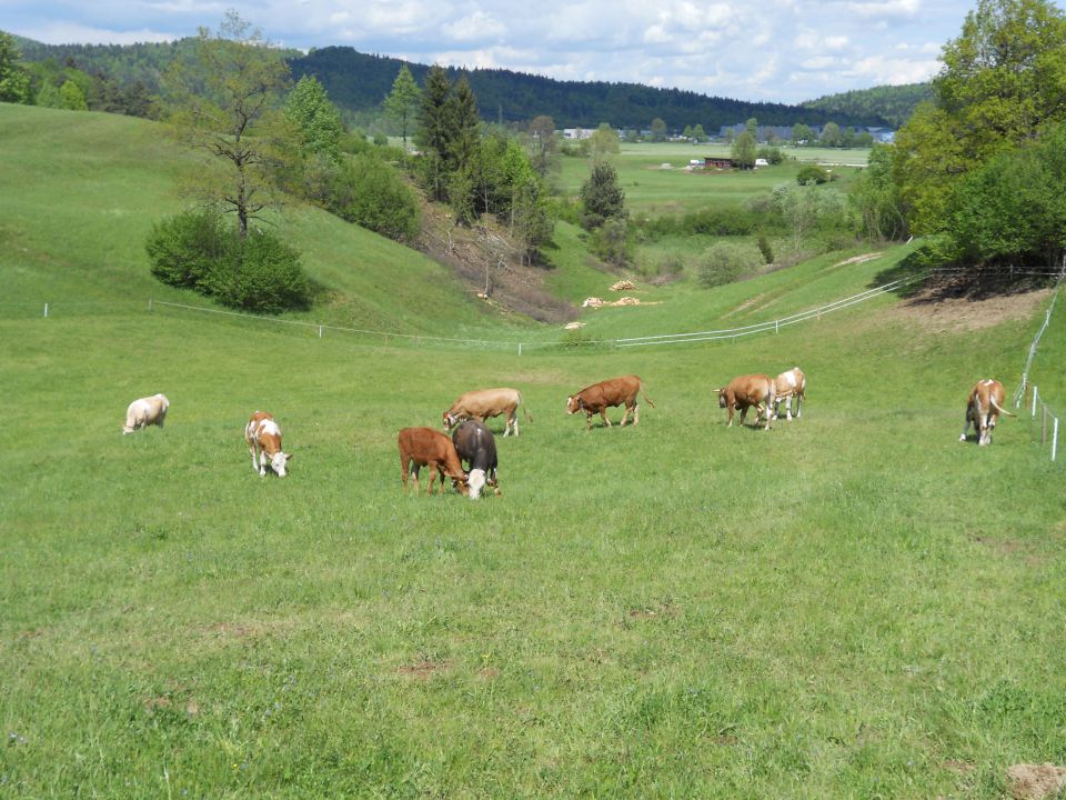 Pašnik - foto povečava