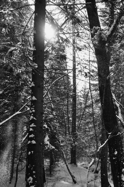 Sneg v gozdu