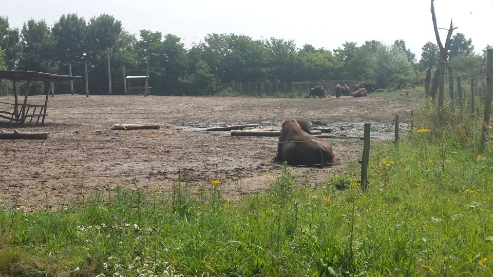 ZOO Roterdam - Nizozemska - foto povečava