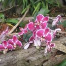 razstava orhidej