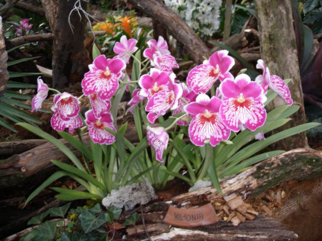 Razstava orhidej - foto