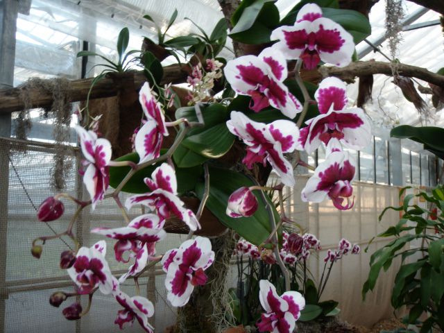Razstava orhidej - foto