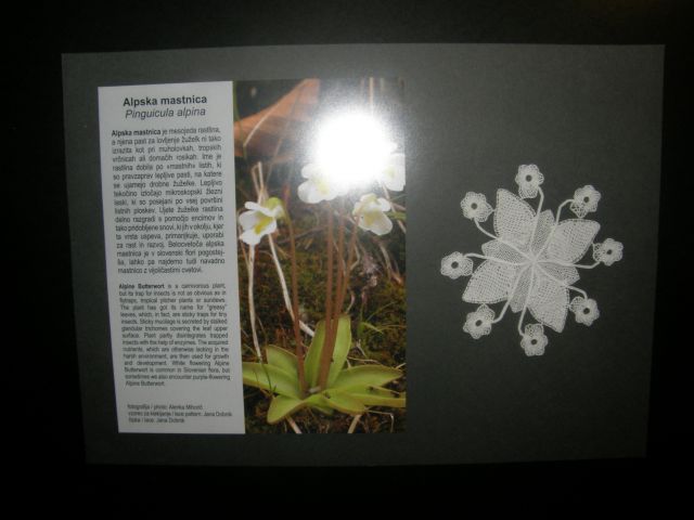 Rastline Slovenije v čipki - foto