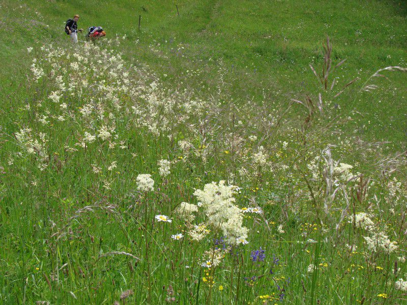 Boč-donačka (12.6.2013) - foto povečava