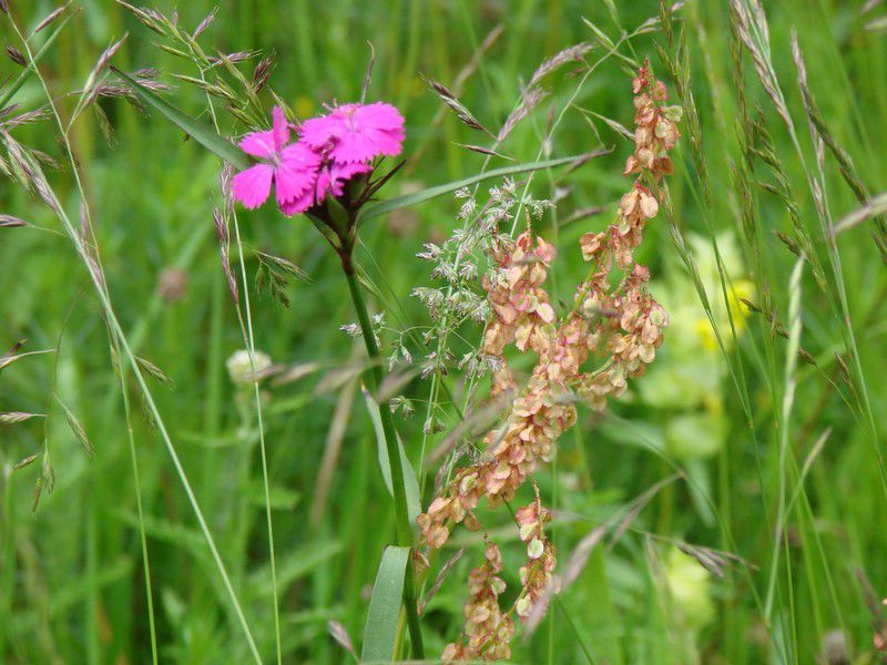 Boč-donačka (12.6.2013) - foto povečava