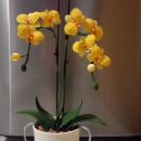 Kvačkane orhideje