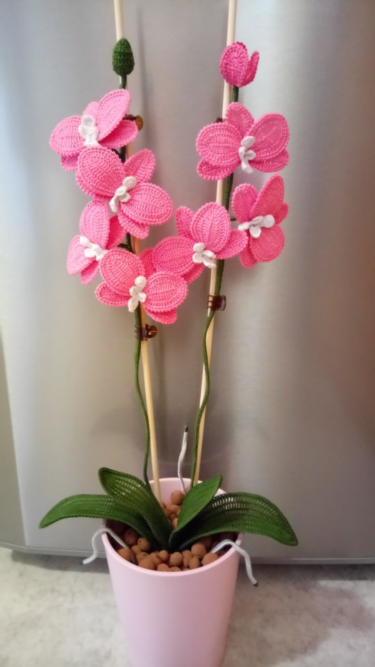 Kvačkane orhideje - foto povečava
