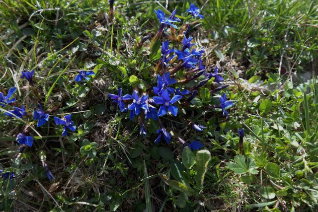 Soriška planina 28.5.2015 - foto