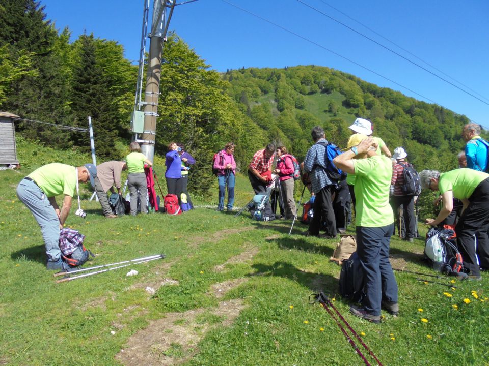 Soriška planina 28.5.2015 - foto povečava