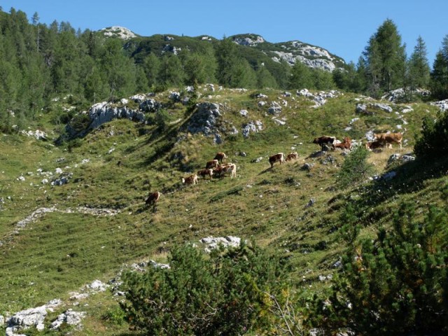Dolina Trig. 2013 - foto