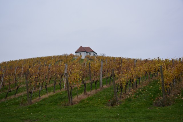 Vinorodna pot