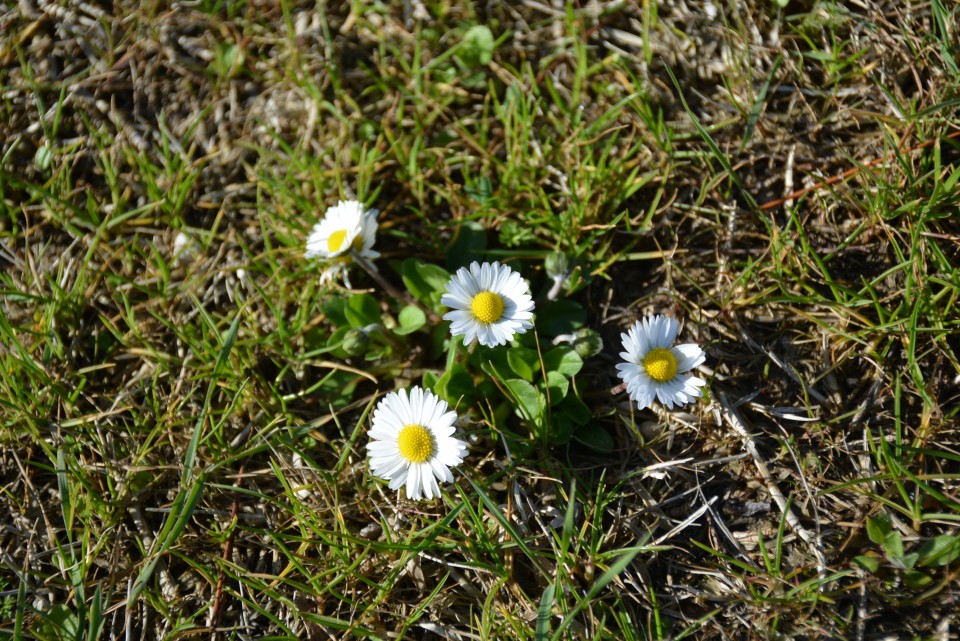 Primorska, 18.03.2018 - foto povečava