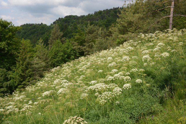 Polhograjska Grmada