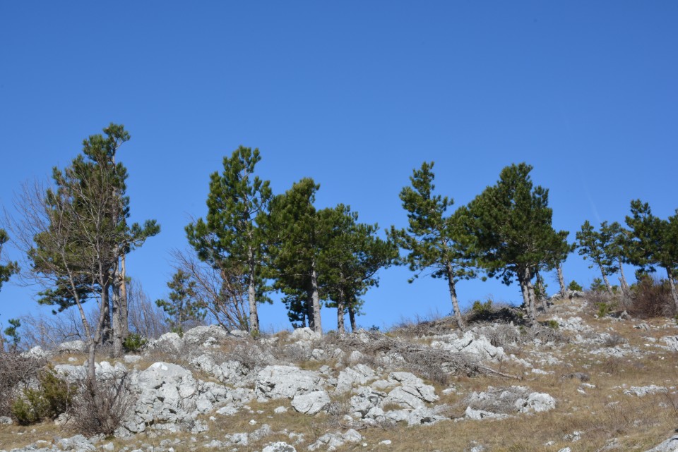 Sinji Vrh (Po Robu)