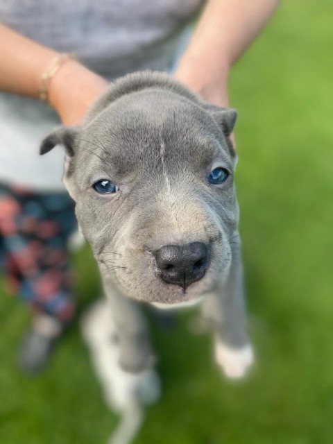Plavi pit bull  štenci vrhunskog porekla  - foto