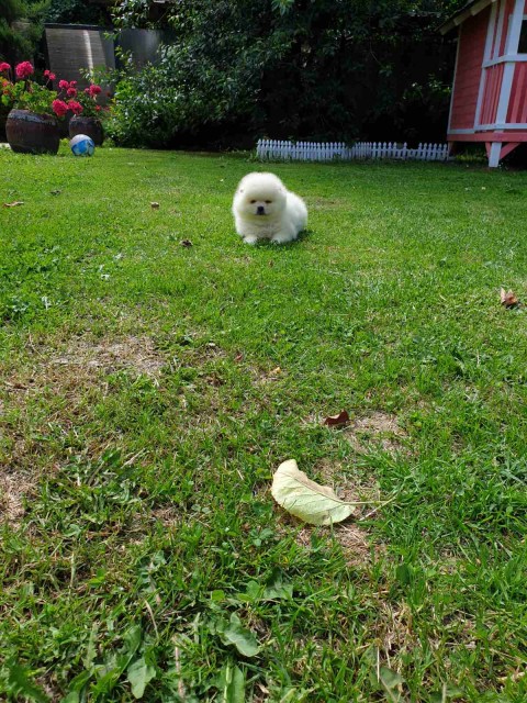 Pomeranac Boo vrhunsko štene - foto
