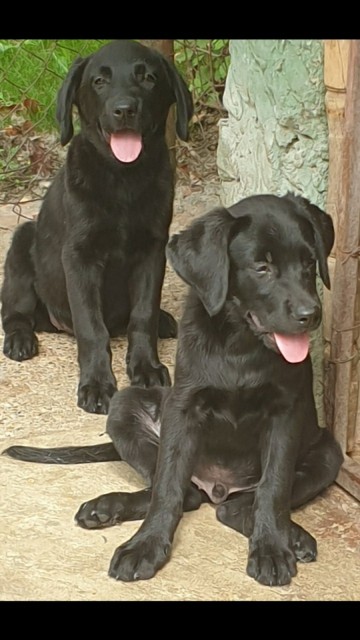 Labrador, čistokrvni štenci - foto